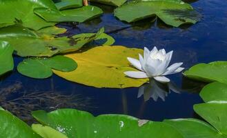 Beautiful white water lily Nymphaea alba flowers on the water surface photo