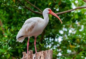 American white ibis Eudocimus albus, a bird with a red beak sits on a tree, Florida photo