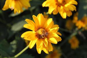 bee wasp bumblebee insect sitting eating drinking nectar on a bright yellow small flower close up gardening flower science spring summer pollination photo