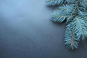 Christmas New Year Background Blue Spruce Branch on Black Background with Space for Copyspace Text photo