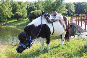 Pony Black and White graze in the park. Cute animals next to a person photo