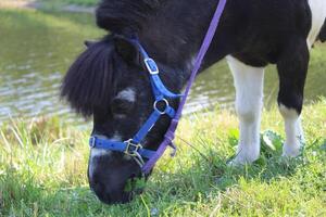 pony black and white eating grass close-up side view. Pets and humans photo