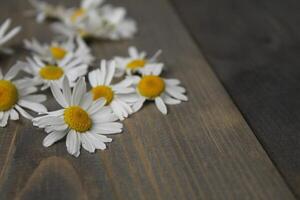 Chamomile flower on wooden grey copyspace background photo
