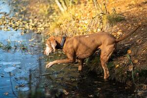 Curious Vizsla dog entering frozen lake, breaking ice, hunting something in cold water at fall park photo