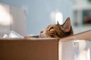 Closeup of curious cat has climbed into storage box, looks out playing hunting for a toy. Pet lovers photo