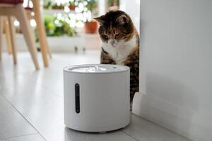 Curious cat looks at smart drinking fountain that owners bought him to prevent urinary tract disease photo