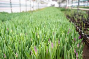 Plantation of tulips cultivation in greenhouse. Seedling of spring bulbous flowers in glasshouse photo