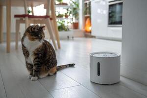 Curious cat looks at smart drinking fountain that owners bought him to prevent urinary tract disease photo
