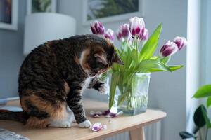Curious cat inspecting fallen tulip petals on table at home. photo