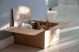 Calm relaxed cat got in cardboard box watching thoughtfully from hiding place, looking at camera photo