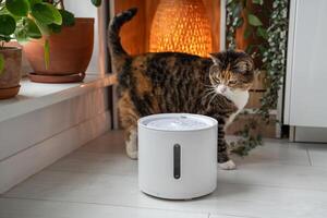 Cat looks with interest at automatic water fountain. Modern smart drinker for pets photo