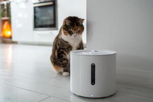 Curious cat looks at smart drinking fountain that owners bought him to prevent urinary tract disease photo