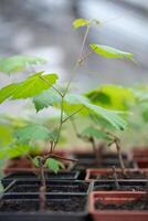 Seedling of grape vine with green leaves in black plastic pot in plant nursery, selective soft focus photo
