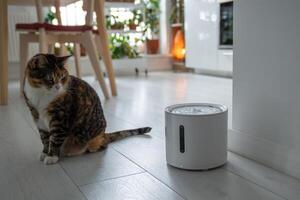 Curious cat looks at smart drinking fountain that owners bought him to prevent urinary tract disease photo