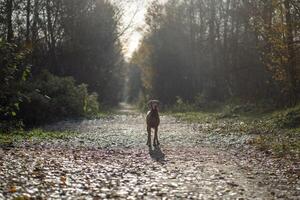 Interested inquisitive dog vizsla looking at camera standing in forest road walking in autumn day. photo