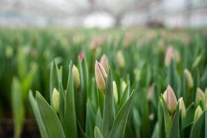 Plantation of tulips cultivation in greenhouse. Seedling of spring bulbous flowers in glasshouse photo