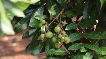 Tropical fruits young longan and flowers photo