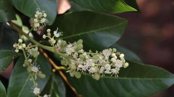 Tropical fruits young longan and flowers photo