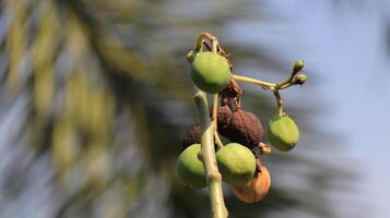 dry castor fruit on the tree photo