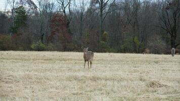 Several wild deers having a dinner in the autumn meadow photo