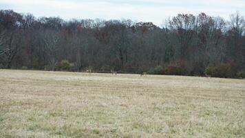 Several wild deers having a dinner in the autumn meadow photo