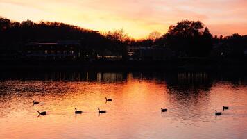The wild ducks swimming in the river with the sunset reflection on the water surface photo
