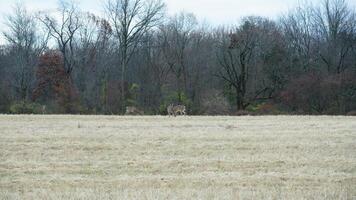 Several wild deers having a dinner in the autumn meadow photo