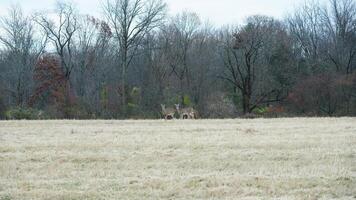 Several wild deers having a dinner in the autumn meadow photo