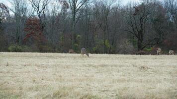 Several wild deers having a dinner in the autumn meadow photo