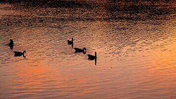 The wild ducks swimming in the river with the sunset reflection on the water surface photo