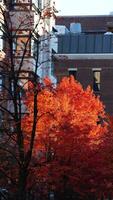 The beautiful campus autumn view in the University of Pennsylvania in Philadelphia photo