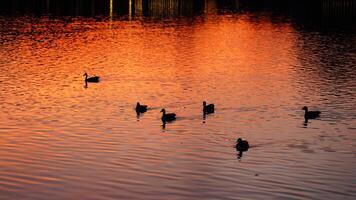 The wild ducks swimming in the river with the sunset reflection on the water surface photo