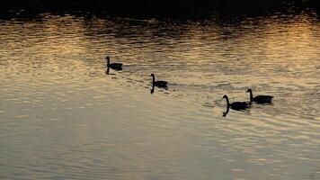 The wild ducks swimming in the river with the sunset reflection on the water surface photo