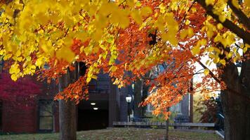 The beautiful campus autumn view in the University of Pennsylvania in Philadelphia photo