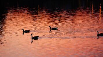 The wild ducks swimming in the river with the sunset reflection on the water surface photo