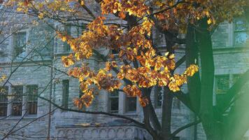 The beautiful campus autumn view in the University of Pennsylvania in Philadelphia photo