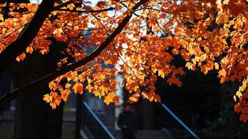 The beautiful campus autumn view in the University of Pennsylvania in Philadelphia photo