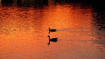 The wild ducks swimming in the river with the sunset reflection on the water surface photo