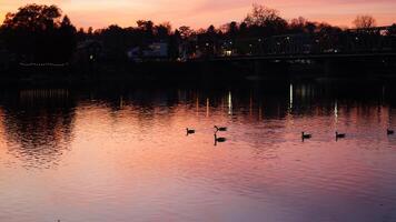 The wild ducks swimming in the river with the sunset reflection on the water surface photo