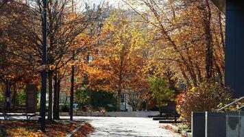 The beautiful campus autumn view in the University of Pennsylvania in Philadelphia photo