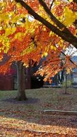 The beautiful campus autumn view in the University of Pennsylvania in Philadelphia photo