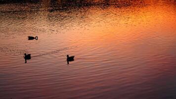The wild ducks swimming in the river with the sunset reflection on the water surface photo