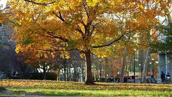 The beautiful campus autumn view in the University of Pennsylvania in Philadelphia photo