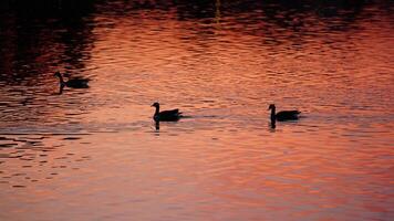 The wild ducks swimming in the river with the sunset reflection on the water surface photo