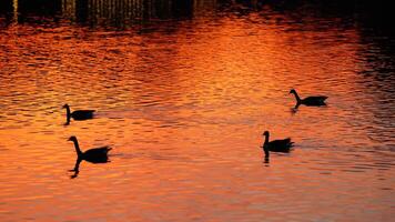 The wild ducks swimming in the river with the sunset reflection on the water surface photo