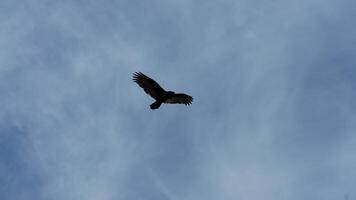 One eagle flying in the cloudy blue sky photo