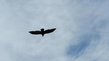 One eagle flying in the cloudy blue sky photo