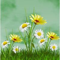 a field of daisies and grass with a sky background photo