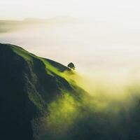 a lone tree on a hill in the fog photo