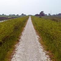 a gravel path that is lined with grass and weeds photo